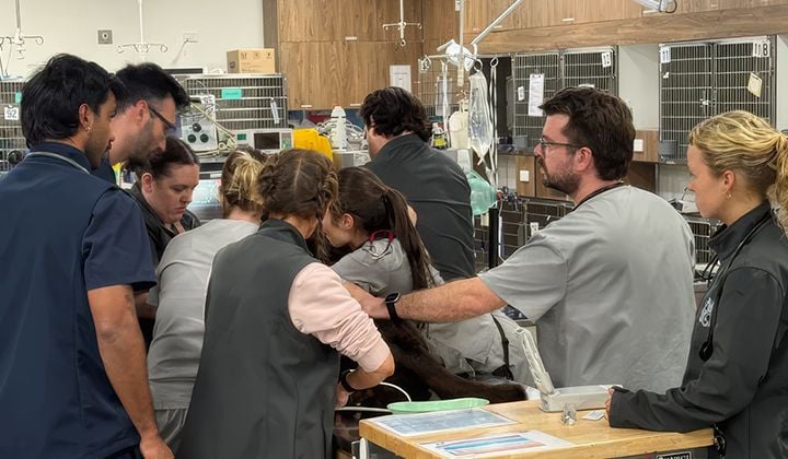 A Heartfelt Thank You to Our Sydney Community: Celebrating 5 Star Care at VSOS Emergency