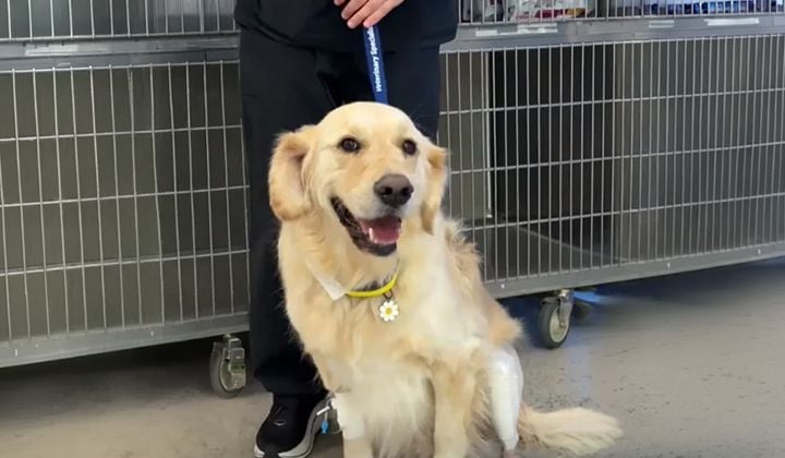 The Future of TPLO Recovery: How the FAWKES Nerve Block Gets Dogs Like Ralph Walking Comfortably Just Hours After Knee Surgery The Future of TPLO Recovery: How the FAWKES Nerve Block Gets Dogs Like Ralph Walking Comfortably Just Hours After Knee Surgery