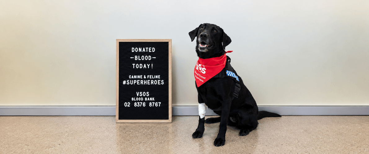 DDD Zoran’s Legacy lives on through Canine Blood Donation DDD Zoran’s Legacy lives on through Canine Blood Donation
