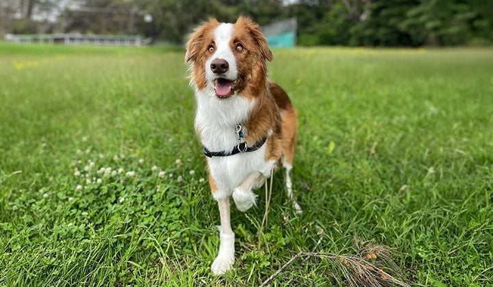 My Dog Can’t Walk Properly. When Should I Be Worried? My Dog Can’t Walk Properly. When Should I Be Worried?