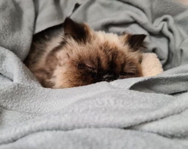 Cranial Cruciate Ligament (CCL) Rupture in Cats