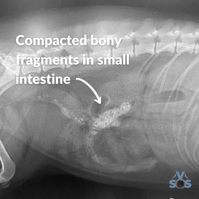 Bone stuck in Dogs intestine Xray