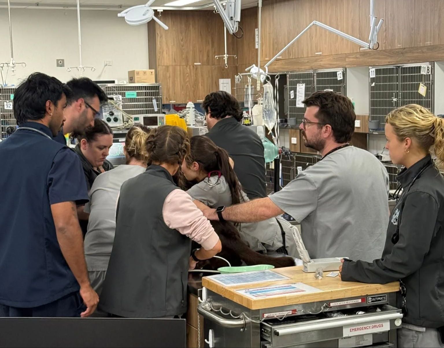 Full emergency team on hand in Sydney Vet Hospital