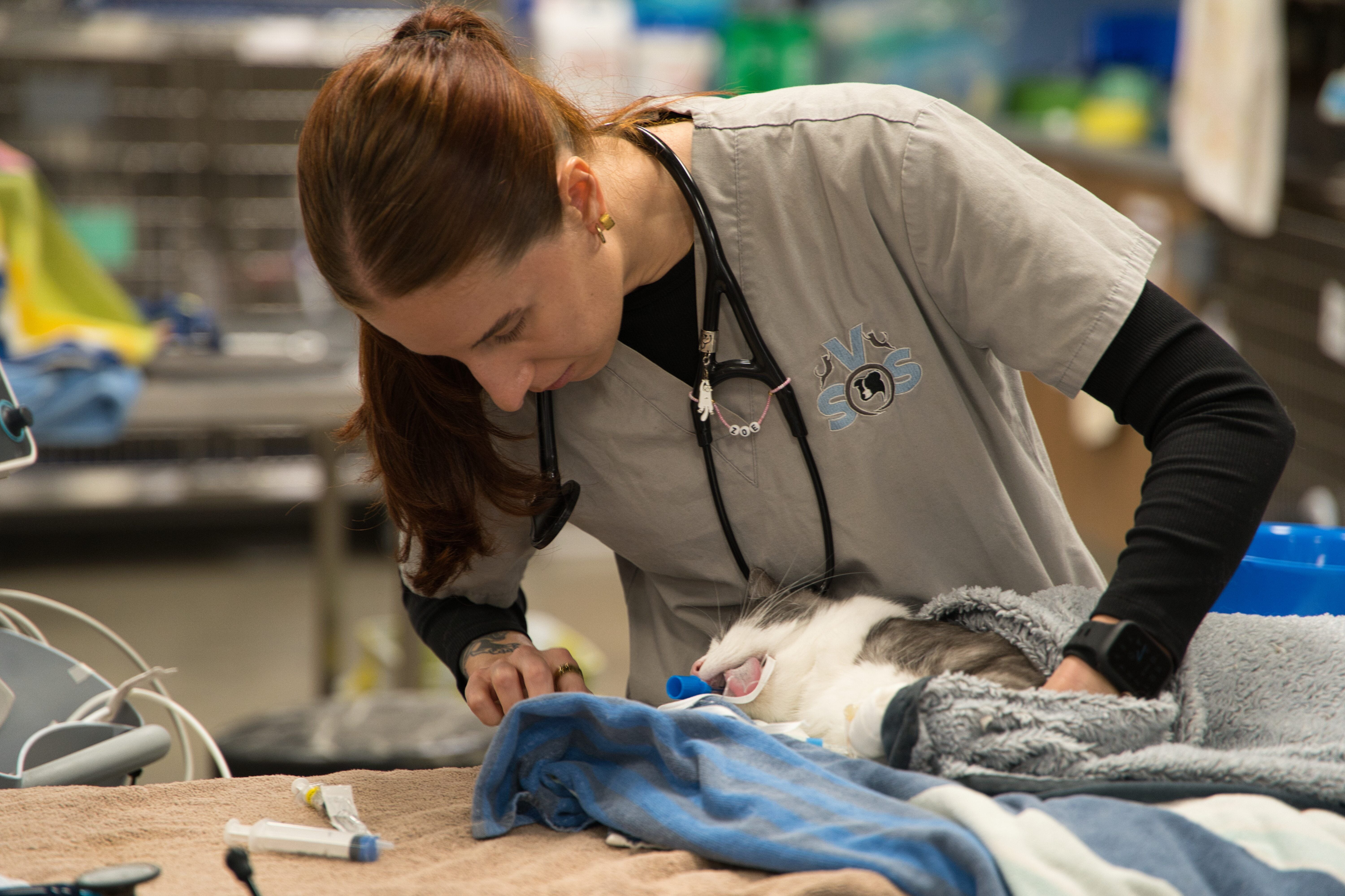 urning human medicine into animal breakthroughs