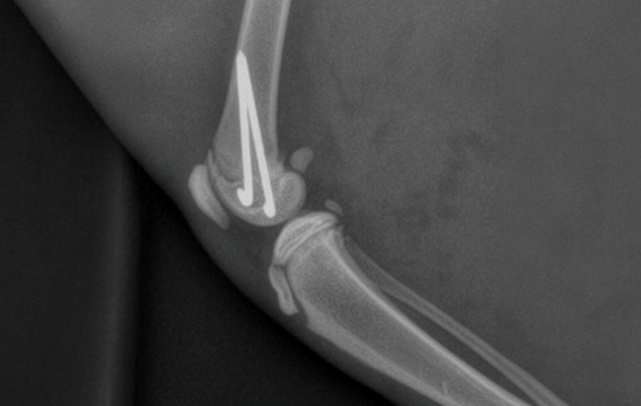 Feline Orthopaedic Surgery & Fracture Repair Feline Orthopaedic Surgery & Fracture Repair