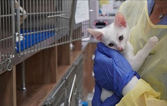 Kitten with Heart Murmur