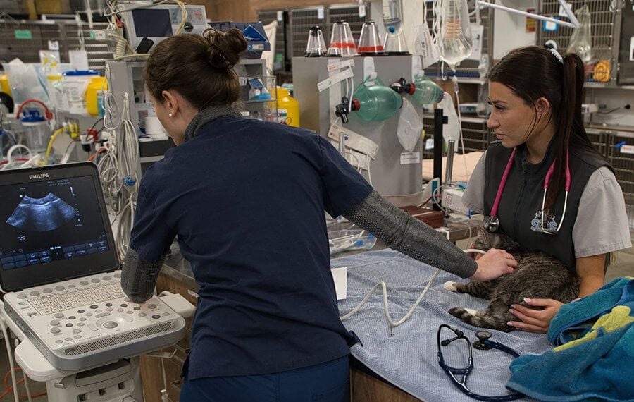 emergency consultation on a Cat at VSOS