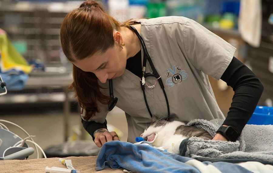 Triage Vet Treating a sick cat