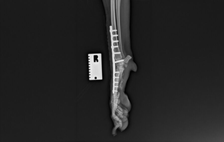 Pancarpal Arthrodesis (fusion of the wrist)