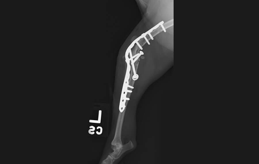 Stifle Arthrodesis (fusion of the knee)