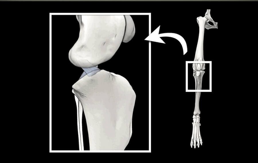 Cruciate Ligament Disease (TPLO) Cruciate Ligament Disease (TPLO)