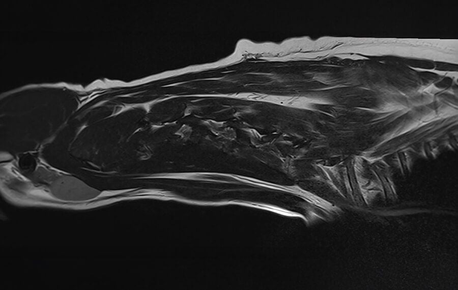 Prognosis for Dogs with Intervertebral Disc Disease (IVDD)