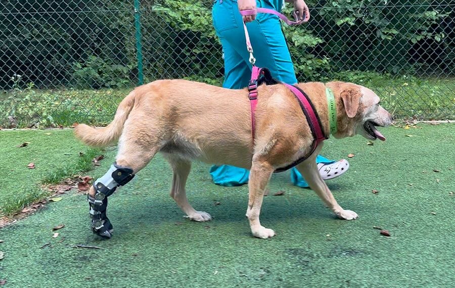 Recovery and rehabilitation