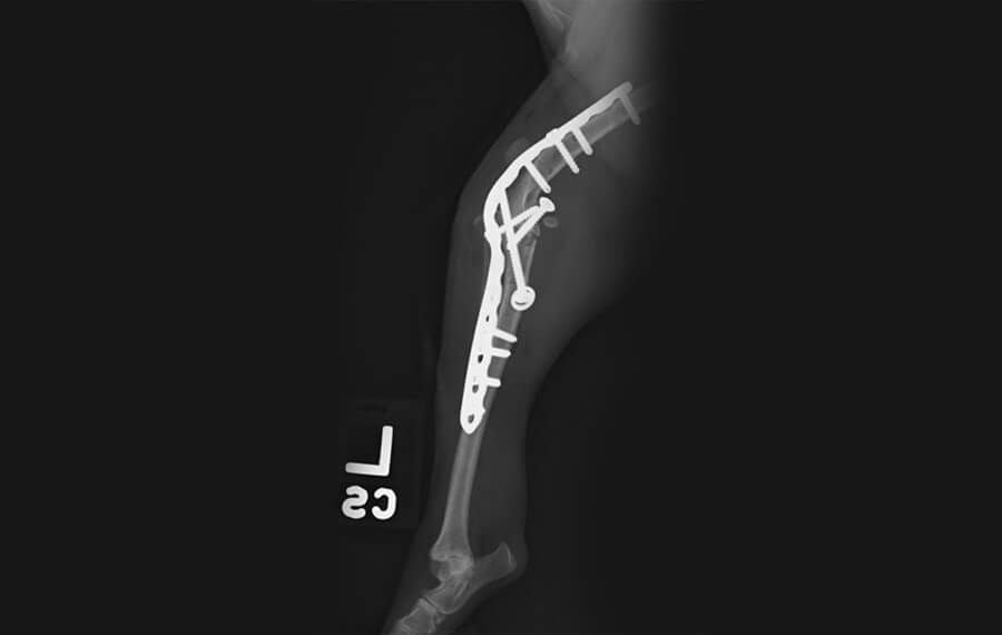 Stifle (Knee)
