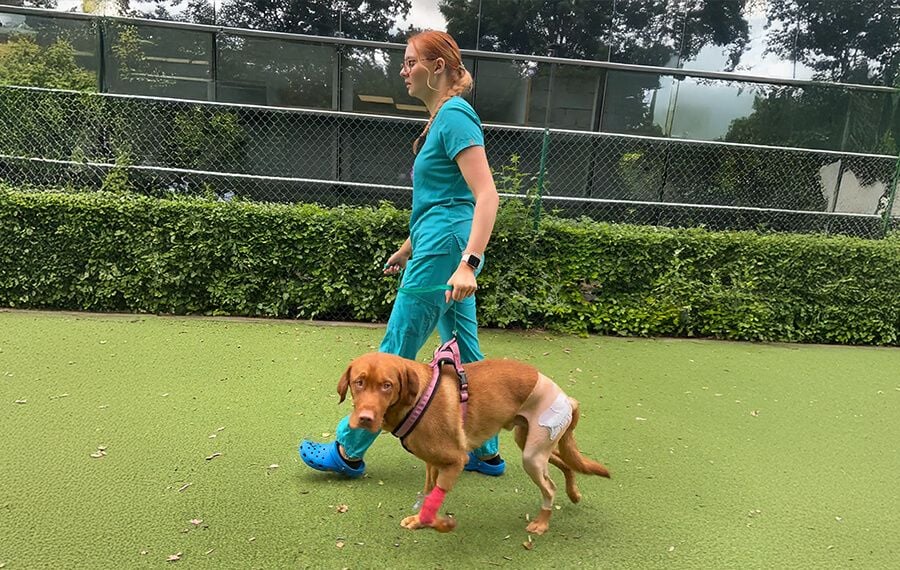 Recovery and Rehabilitation Recovery and Rehabilitation