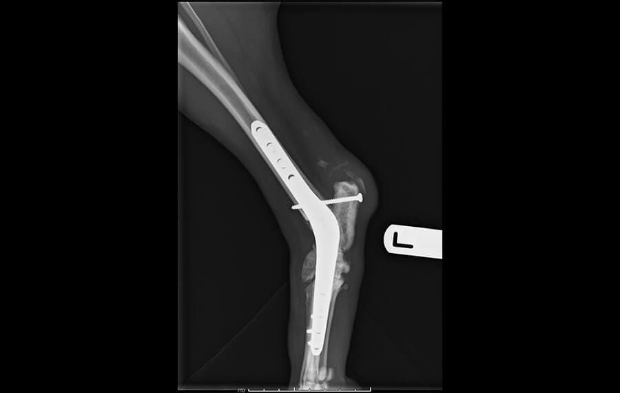 Tarsus (Hock/Ankle)