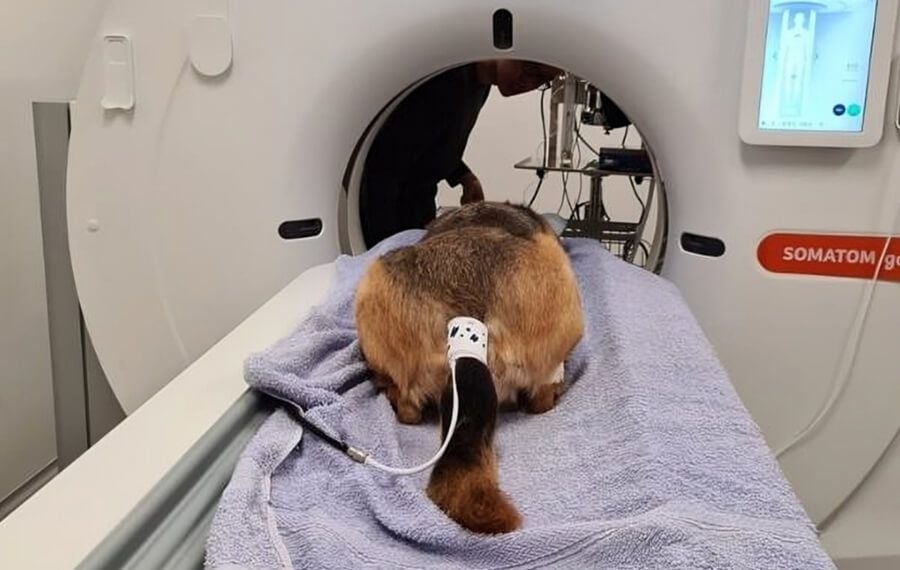 Diagnostic Imaging