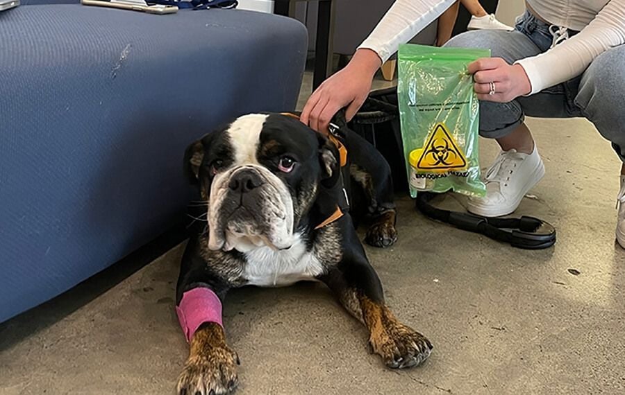 Yoshie and the case of the missing tennis ball