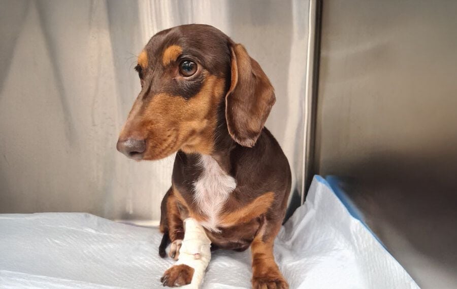 Going above and beyond in a time of crisis for Mimi Going above and beyond in a time of crisis for Mimi