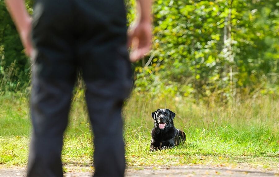 VSOS - Veterinary Specialists treat Hip Dysplasia VSOS - Veterinary Specialists treat Hip Dysplasia