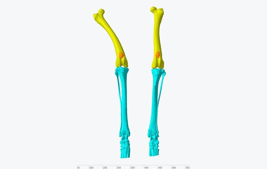 Lateral Patellar Luxation (LPL)