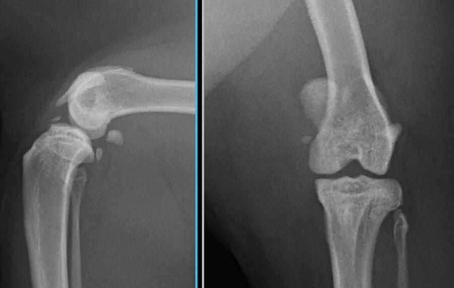 Patellar Luxation in Cats
