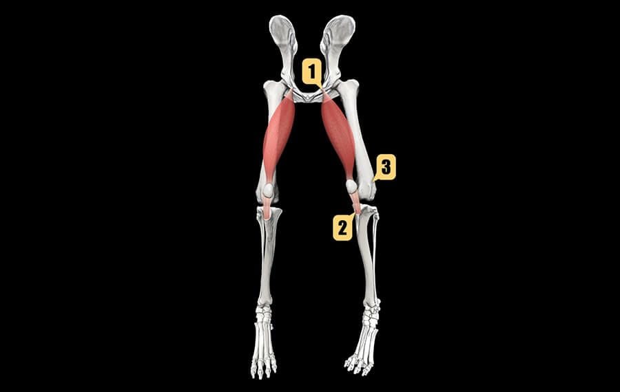 Patellar Luxation (Kneecap Instability) Patellar Luxation (Kneecap Instability)