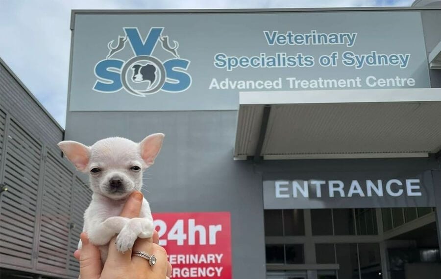 Advanced Treatment and Emergency Veterinary Centre Sydney