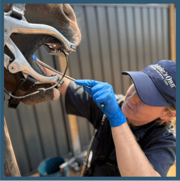 A Healthy Mouth, A Happier Horse
