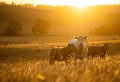 Why Bull Breeding Soundness Matters: Insights for Dairy and Beef Producers Why Bull Breeding Soundness Matters: Insights for Dairy and Beef Producers