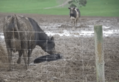 Colostrum Management for Dairy Calves Colostrum Management for Dairy Calves