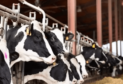 Highly Pathogenic Avian Influenza in Dairy Cattle - 2025 Update