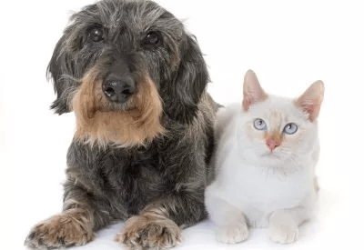 The Golden Years - A guide to caring for aging pets The Golden Years - A guide to caring for aging pets