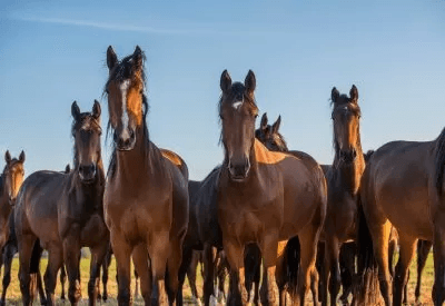 PPID - Now is the best time of year for diagnosis and monitoring PPID - Now is the best time of year for diagnosis and monitoring