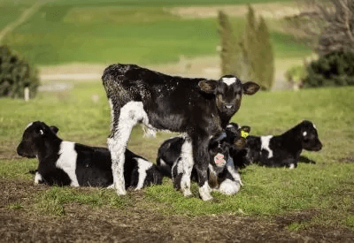 Bovine Respiratory Disease (BRD) in Dairy Calves