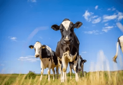 Is it worth drenching dairy cows at dry off?