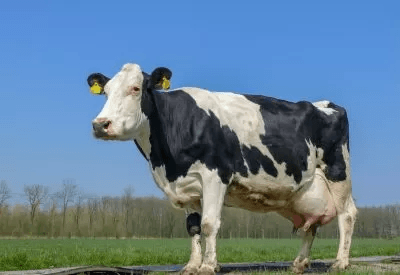 UBAC – Strep. uberis vaccine UBAC – Strep. uberis vaccine