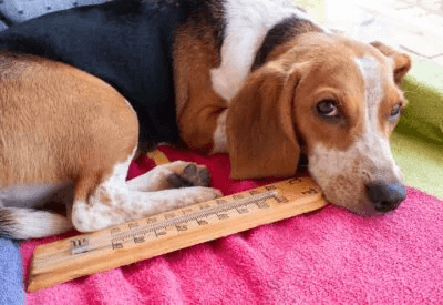 Heatstroke in our pets Heatstroke in our pets