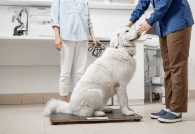 The Importance of Good Pet Nutrition The Importance of Good Pet Nutrition