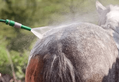 Pro Tips – Summertime and managing Horses Pro Tips – Summertime and managing Horses