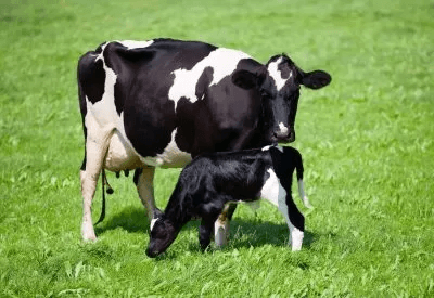 Which Dry Cow Should I Use? Which Dry Cow Should I Use?