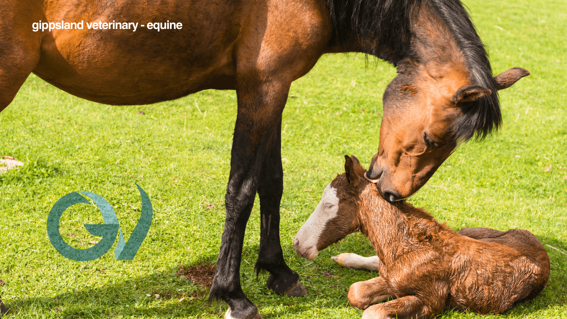 The Newborn Foal - fast Foaling Facts The Newborn Foal - fast Foaling Facts