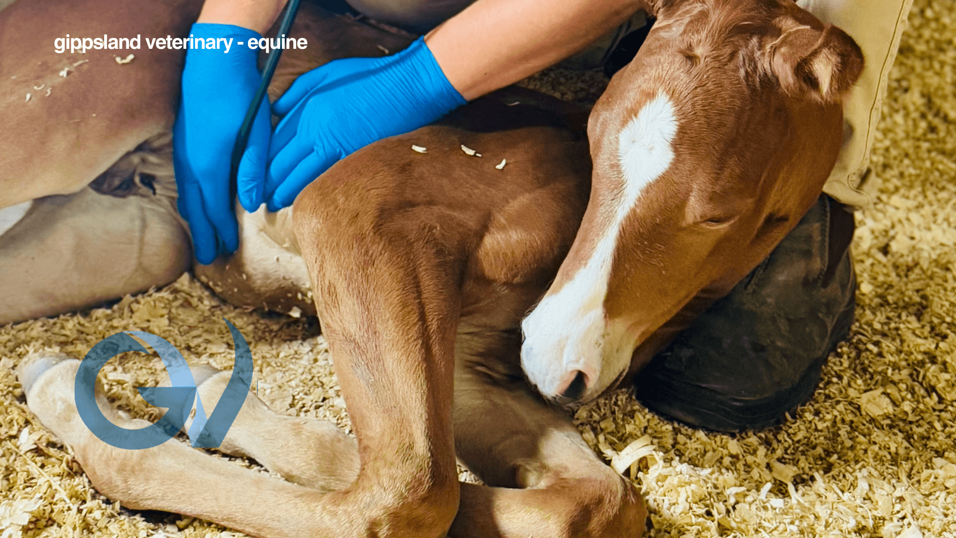Safe Foaling this Breeding Season Safe Foaling this Breeding Season