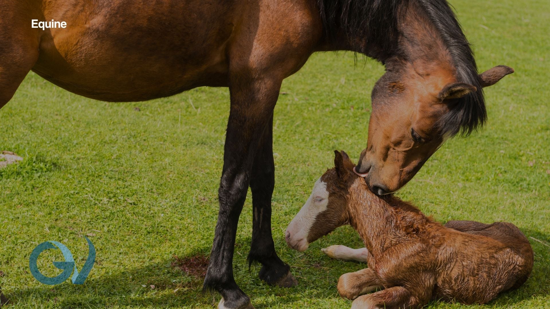 The Newborn Foal - fast Foaling Facts
