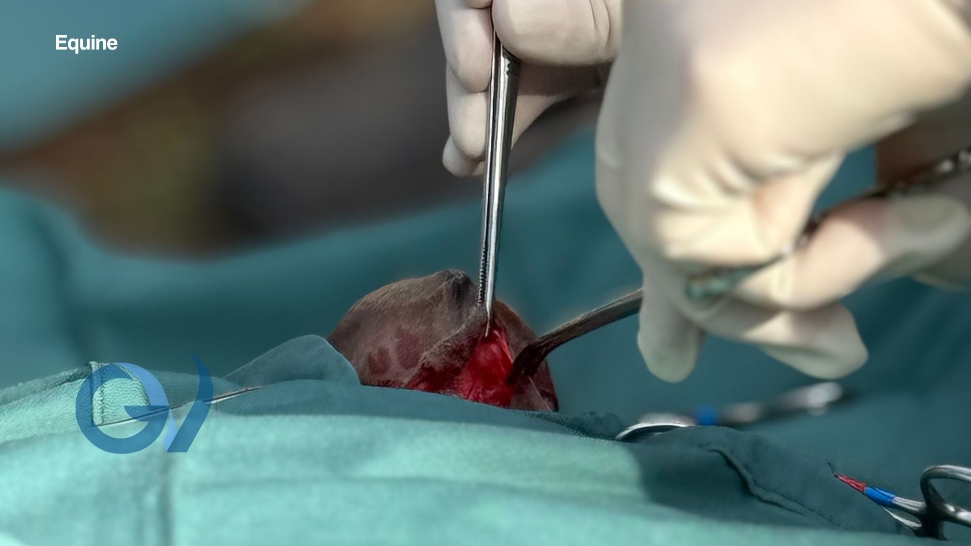 Understanding Hernias in Young Horses Understanding Hernias in Young Horses