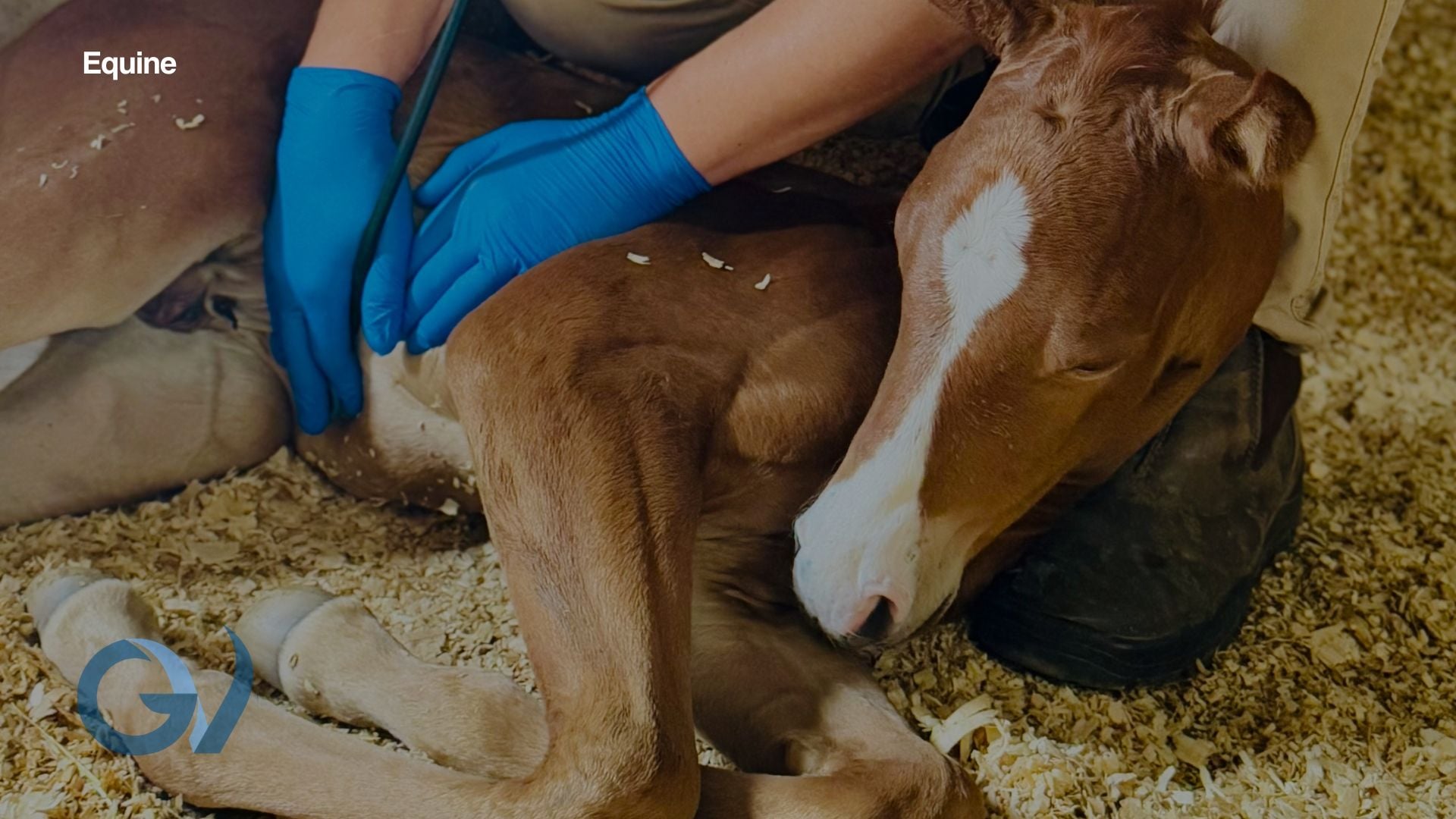 Safe Foaling this Breeding Season Safe Foaling this Breeding Season