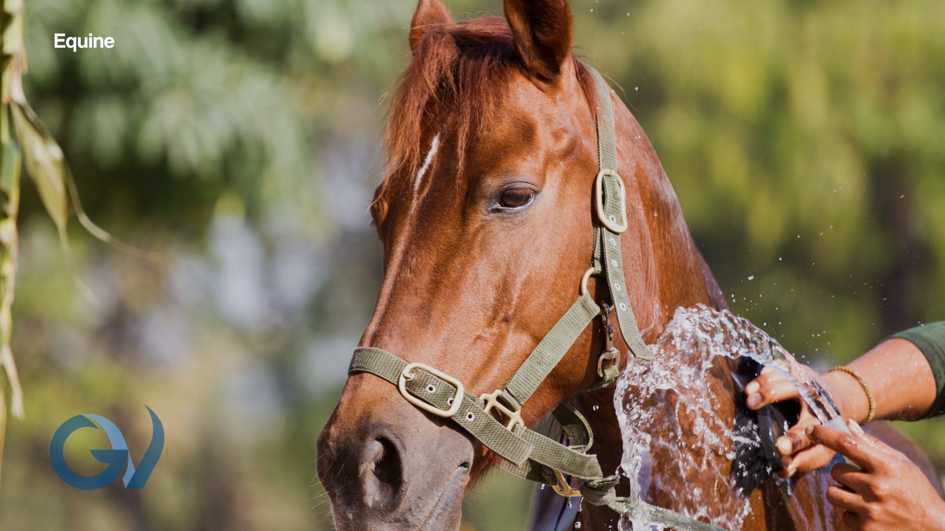 Pro Tips – Summertime and managing Horses Pro Tips – Summertime and managing Horses