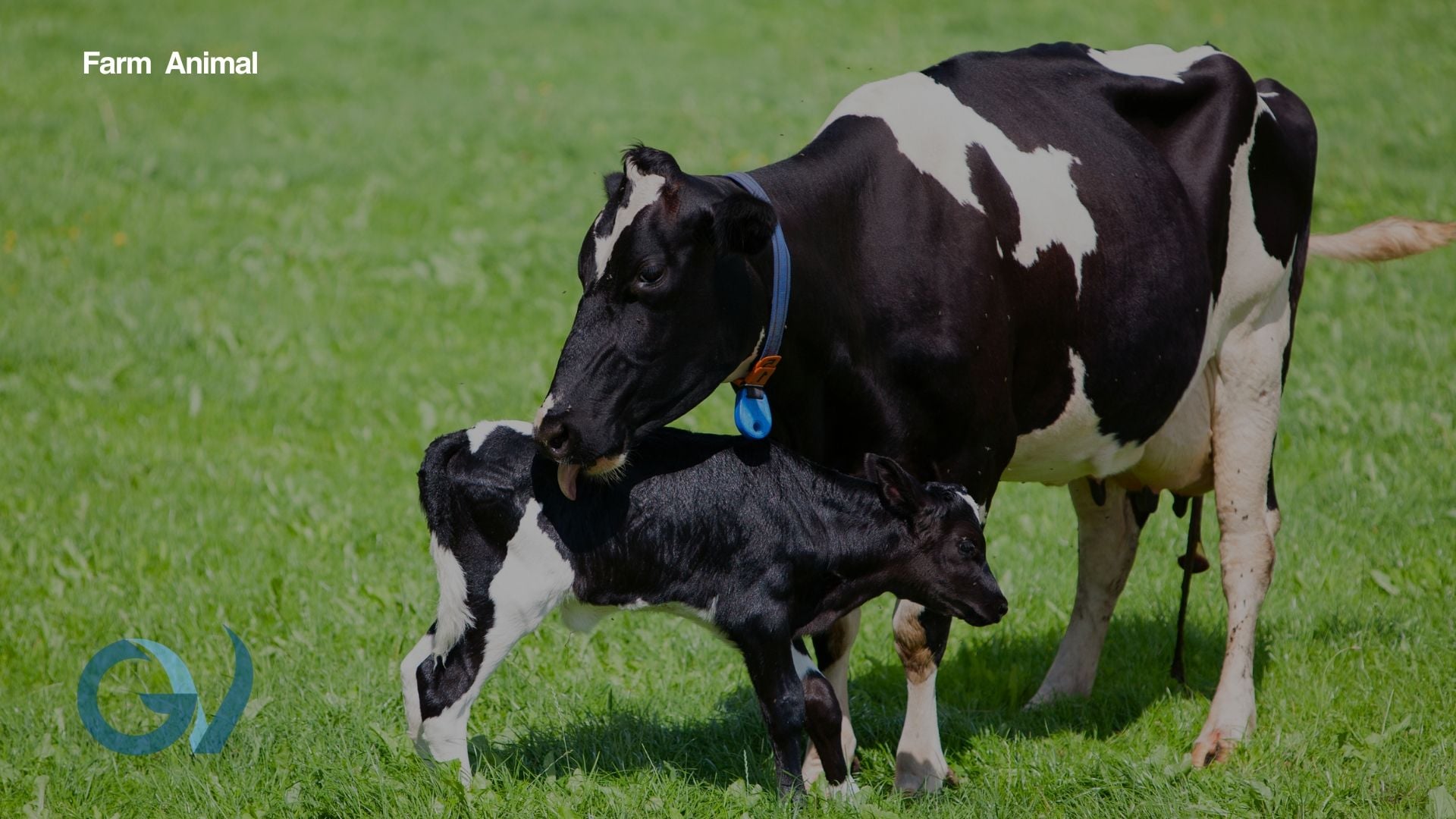 Which Dry Cow Should I Use? Which Dry Cow Should I Use?