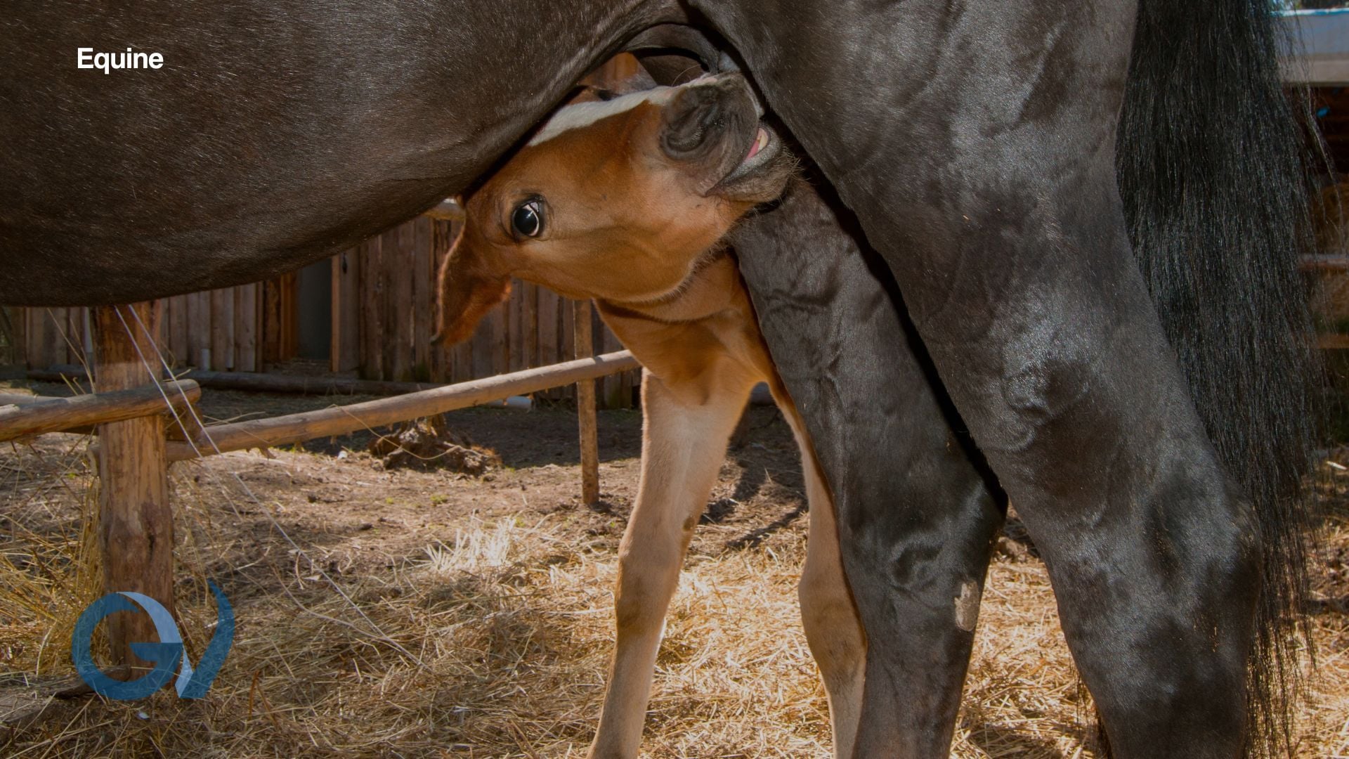 IgG Testing in Newborn Foals