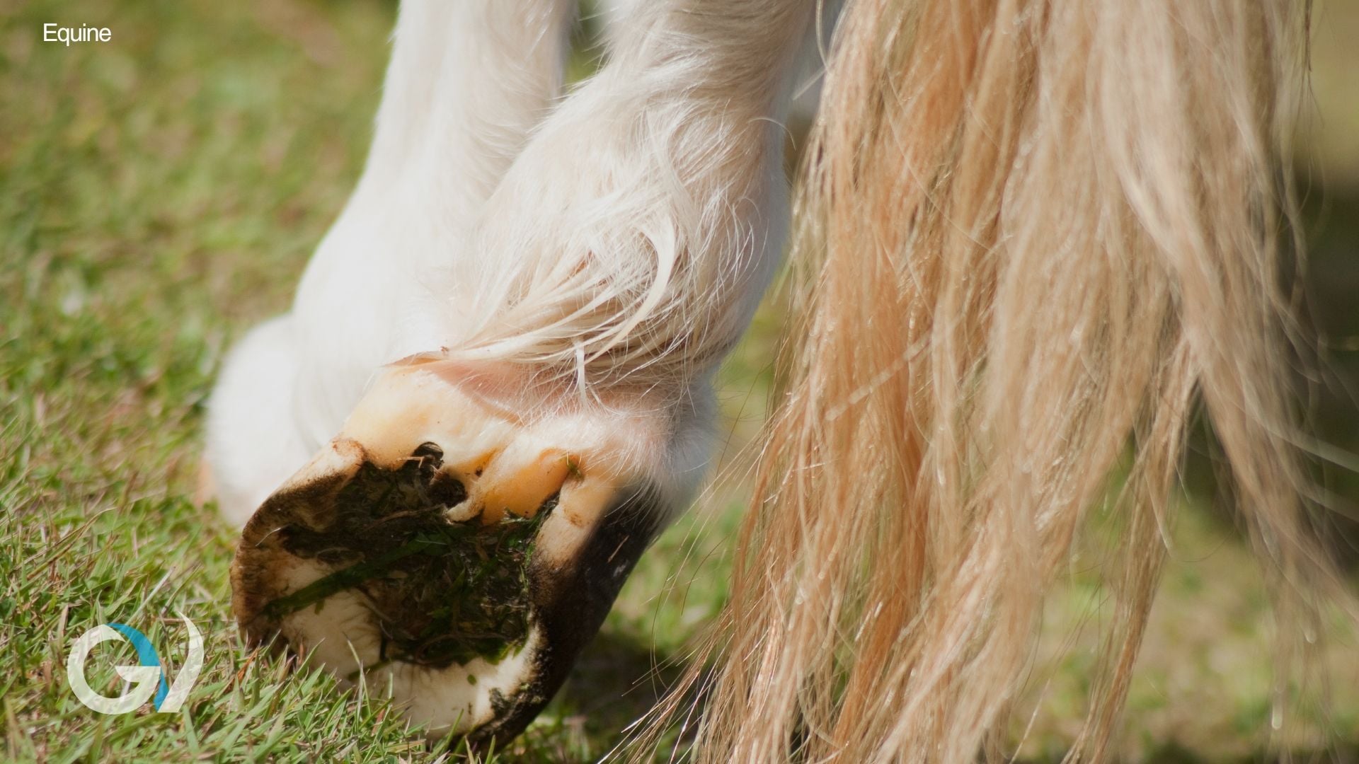 Understanding Laminitis in Horses